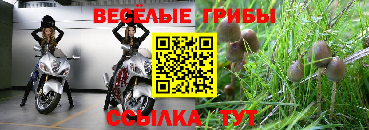 Галлюциногенные грибы GOLDEN TEACHER Дмитров